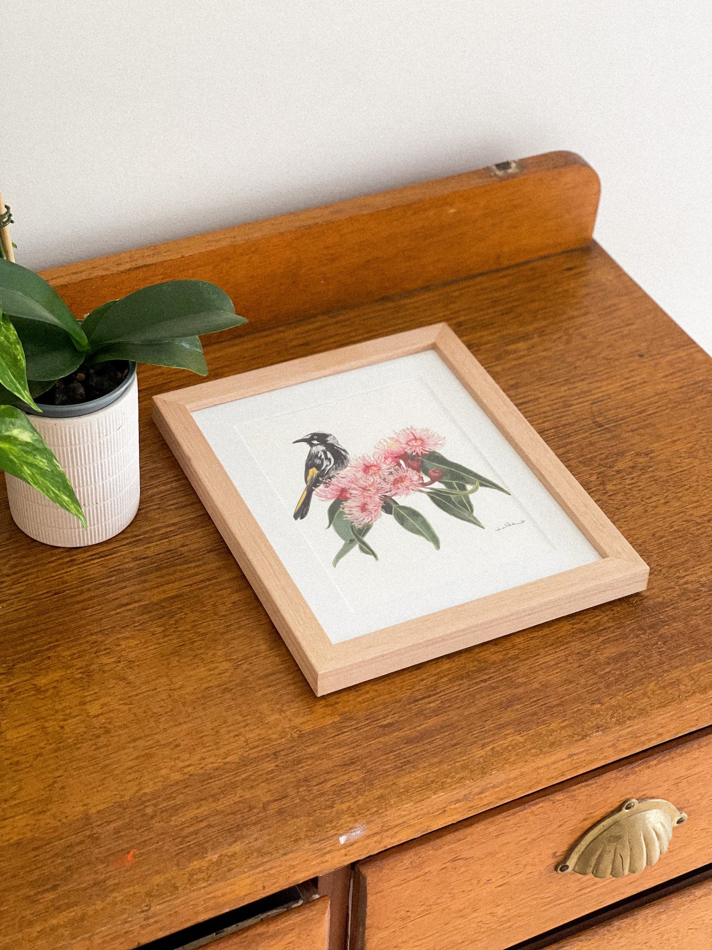 New Holland Honey Eater - Fine Art Print
