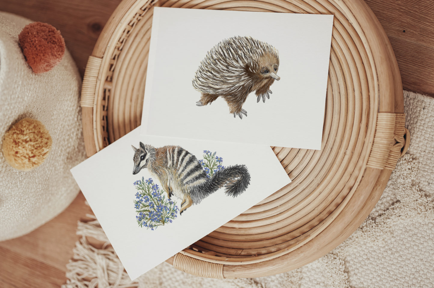 Echidna - Fine Art Print