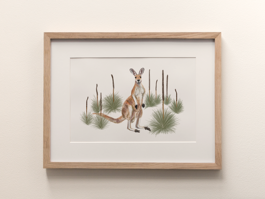 Kangaroo & Grass Plants - Fine Art Print