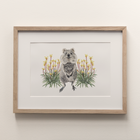 Quokka - Fine Art Print