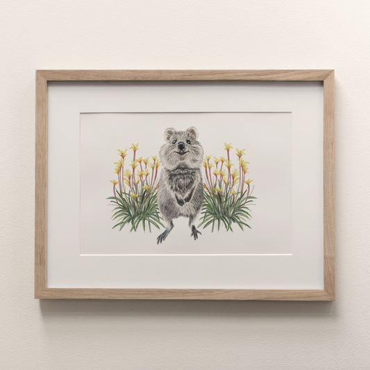 Quokka - Fine Art Print