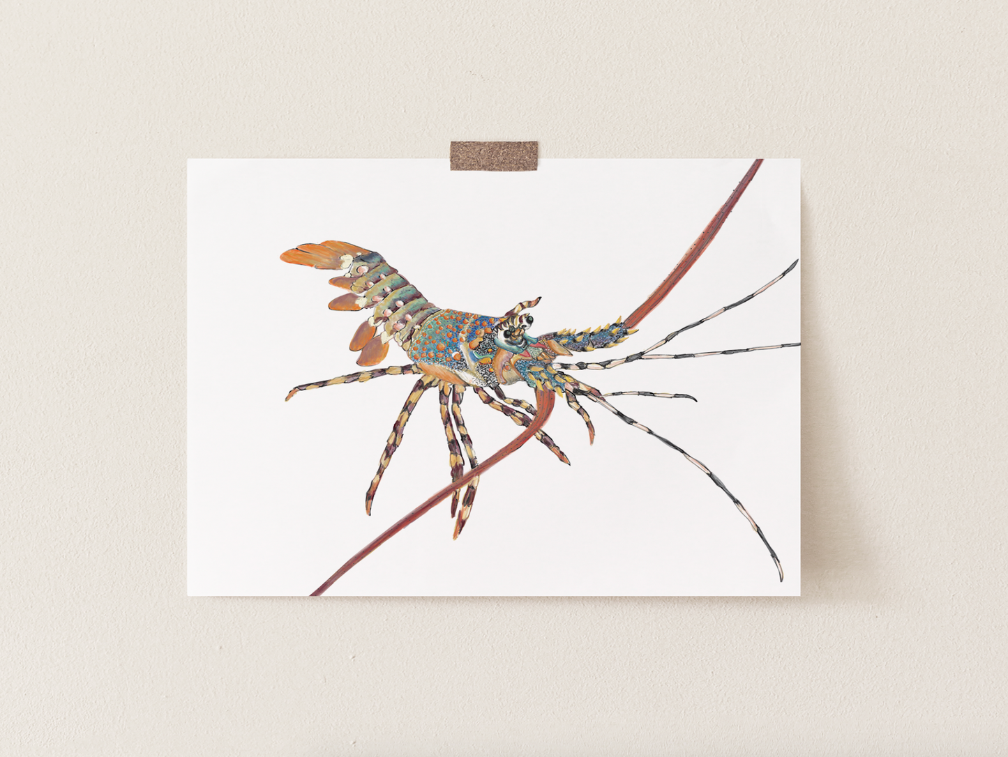Painted Crayfish - Fine Art Print