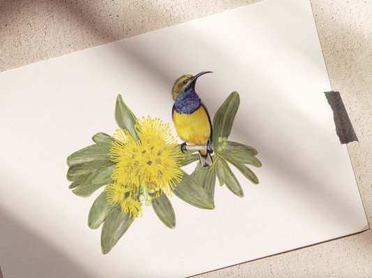 Sun Bird & Golden Penda Flower - Fine Art Print