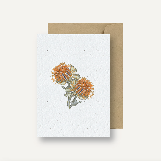 Seeded Card // Banksia Coccinea