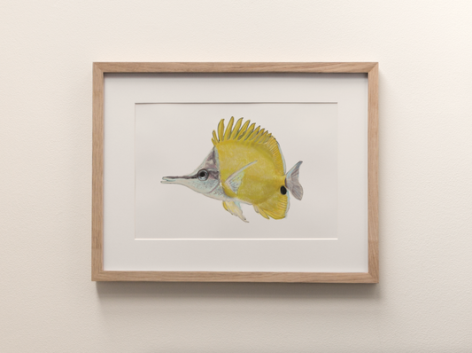One-of-a-kind // Long Nose Butterfly Fish