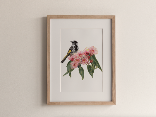 New Holland Honey Eater - Fine Art Print
