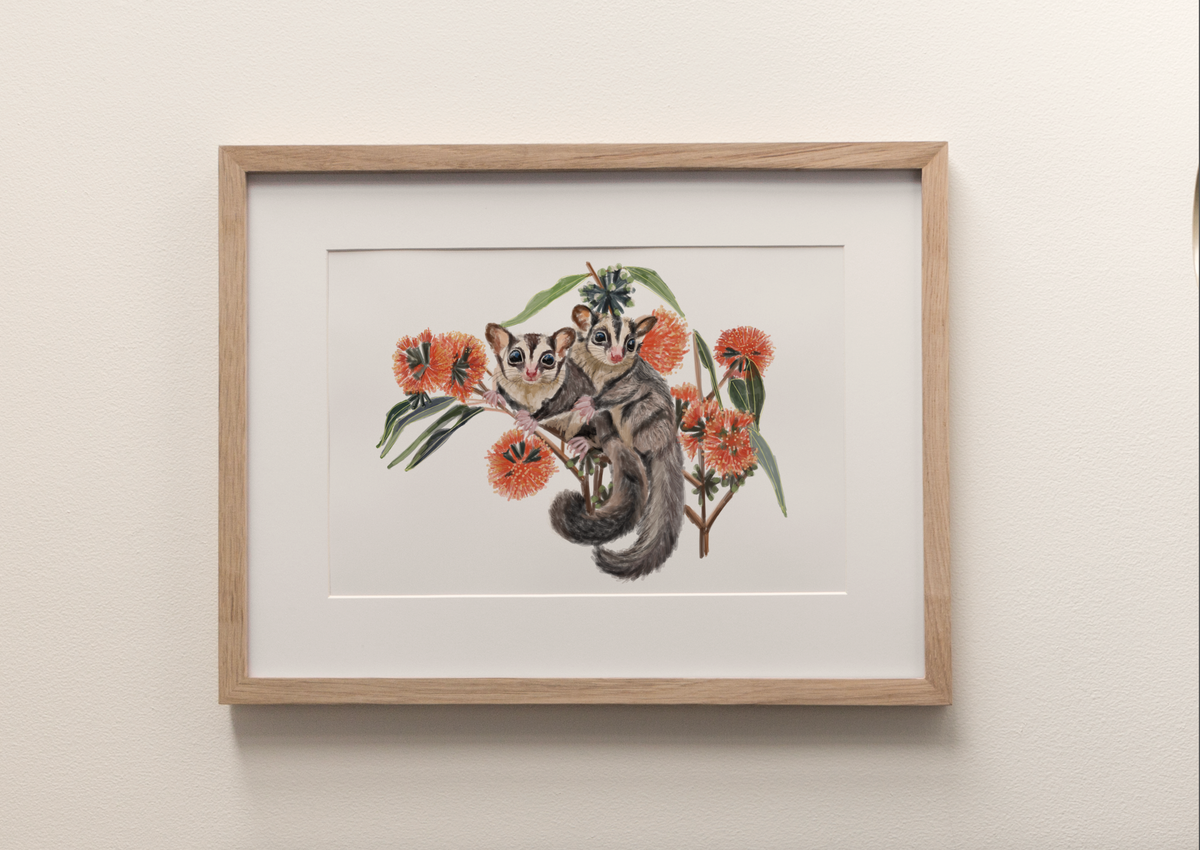 Sugar Gliders - Fine Art Print