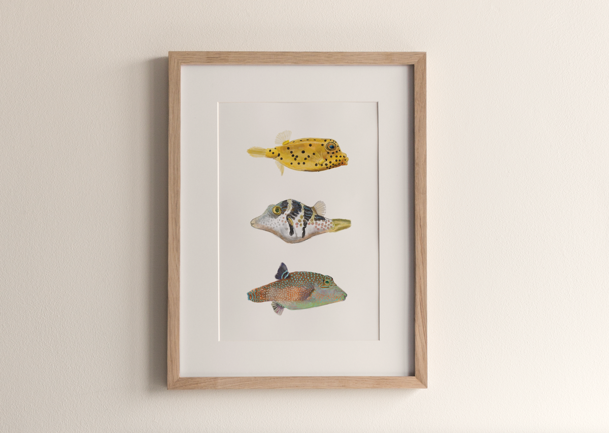 Puffer Fish - Fine Art Print
