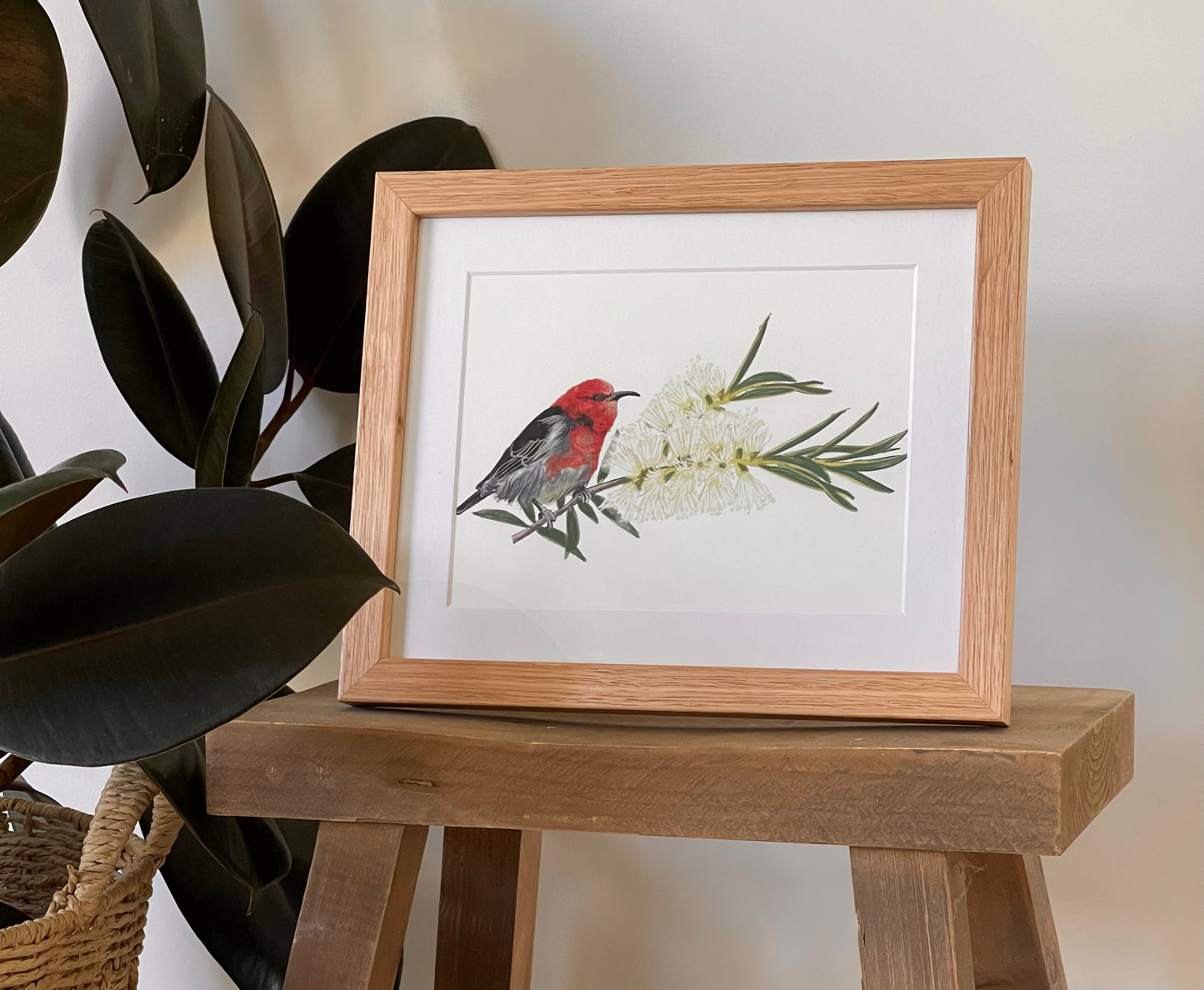 Scarlet Honey Eater - Fine Art Print