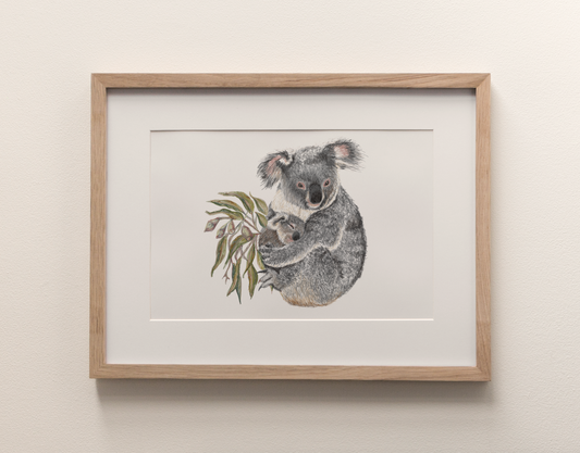 Koala - Fine Art Print
