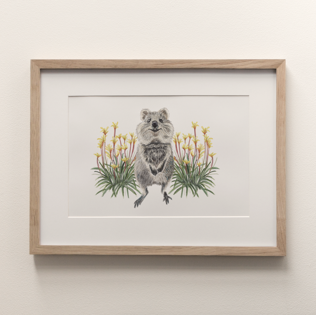Quokka - Fine Art Print