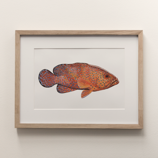 Coral Cod - Fine Art Print