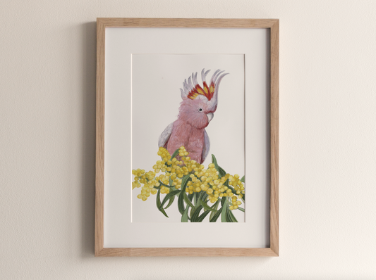 Major Mitchel Cockatoo - Fine Art Print