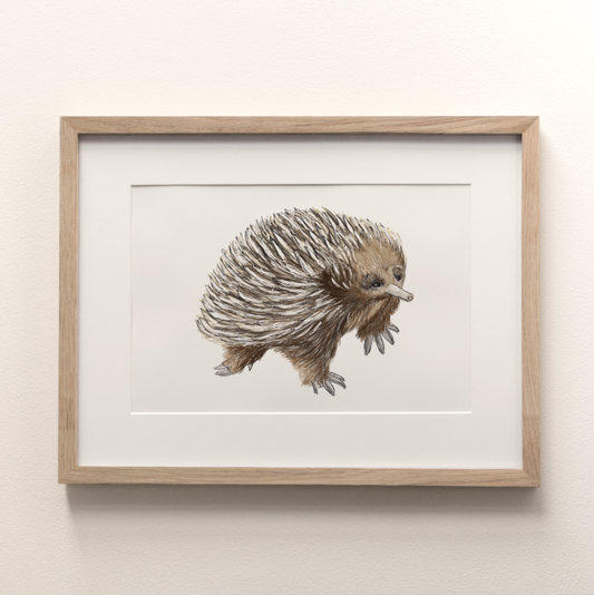 Echidna - Fine Art Print