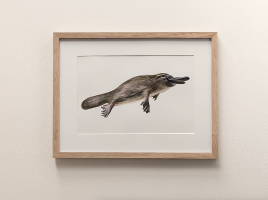 Platypus - Fine Art Print