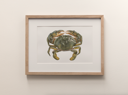 Mud Crab - Fine Art Print