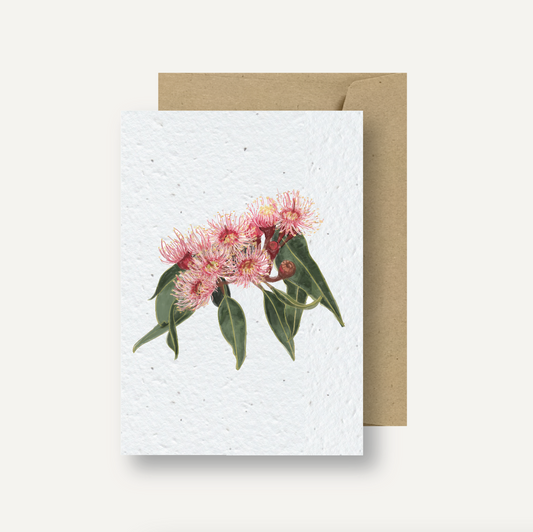 Seeded Card // Flowering Gum