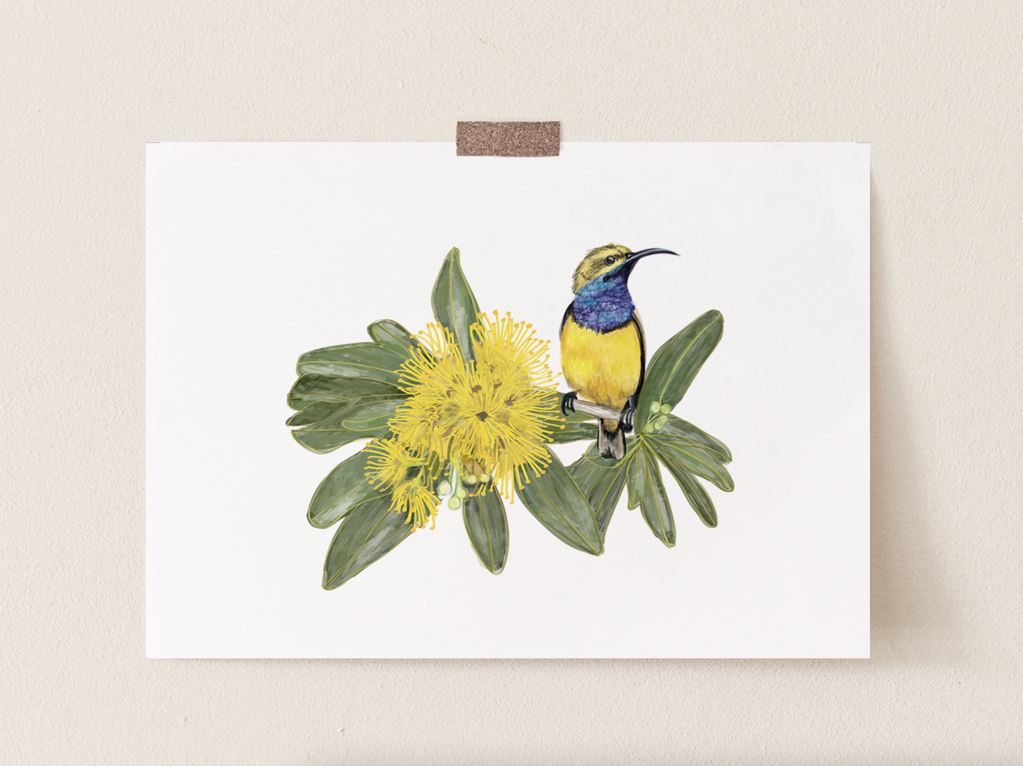 Sun Bird & Golden Penda Flower - Fine Art Print