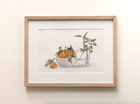 Oranges & Gumnuts - Fine Art Print
