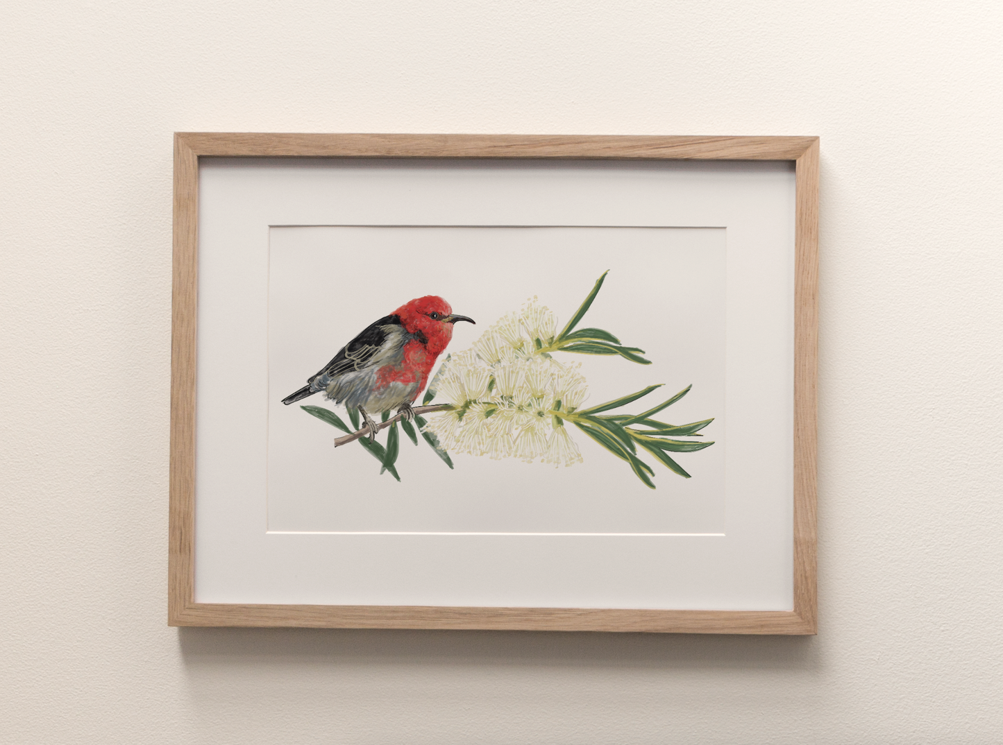 Scarlet Honey Eater - Fine Art Print