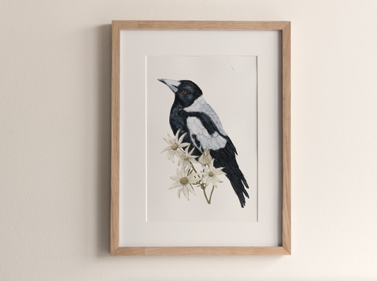Magpie & Flannel Flower - Fine Art Print