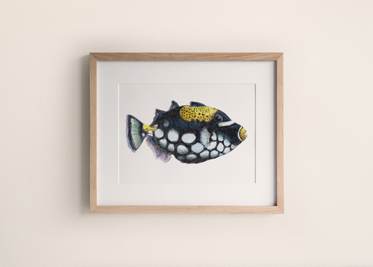 One-of-a-kind // Triggerfish